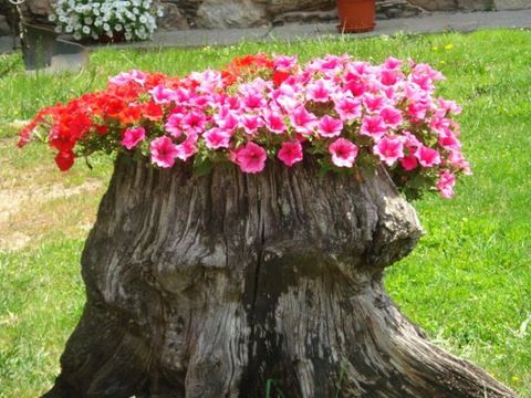Flowers, Camino de Santiago
