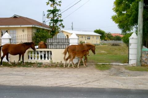 Wild Horses of Turks and Caicos 
