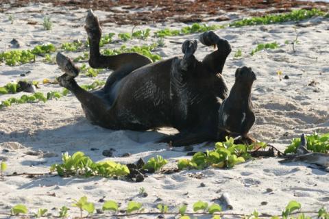 Wild Horses of Turks and Caicos 