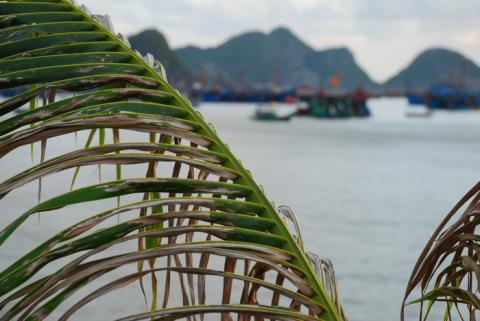 Cat Ba Island - Joel Carillet