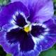 Avandra's picture